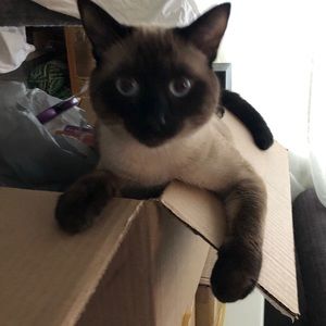 Meet your Posher, Leona